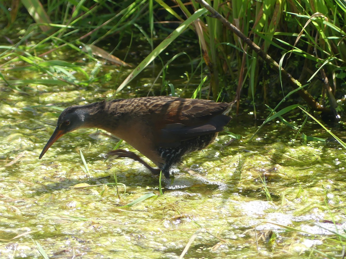 Virginia Rail - ML636271043