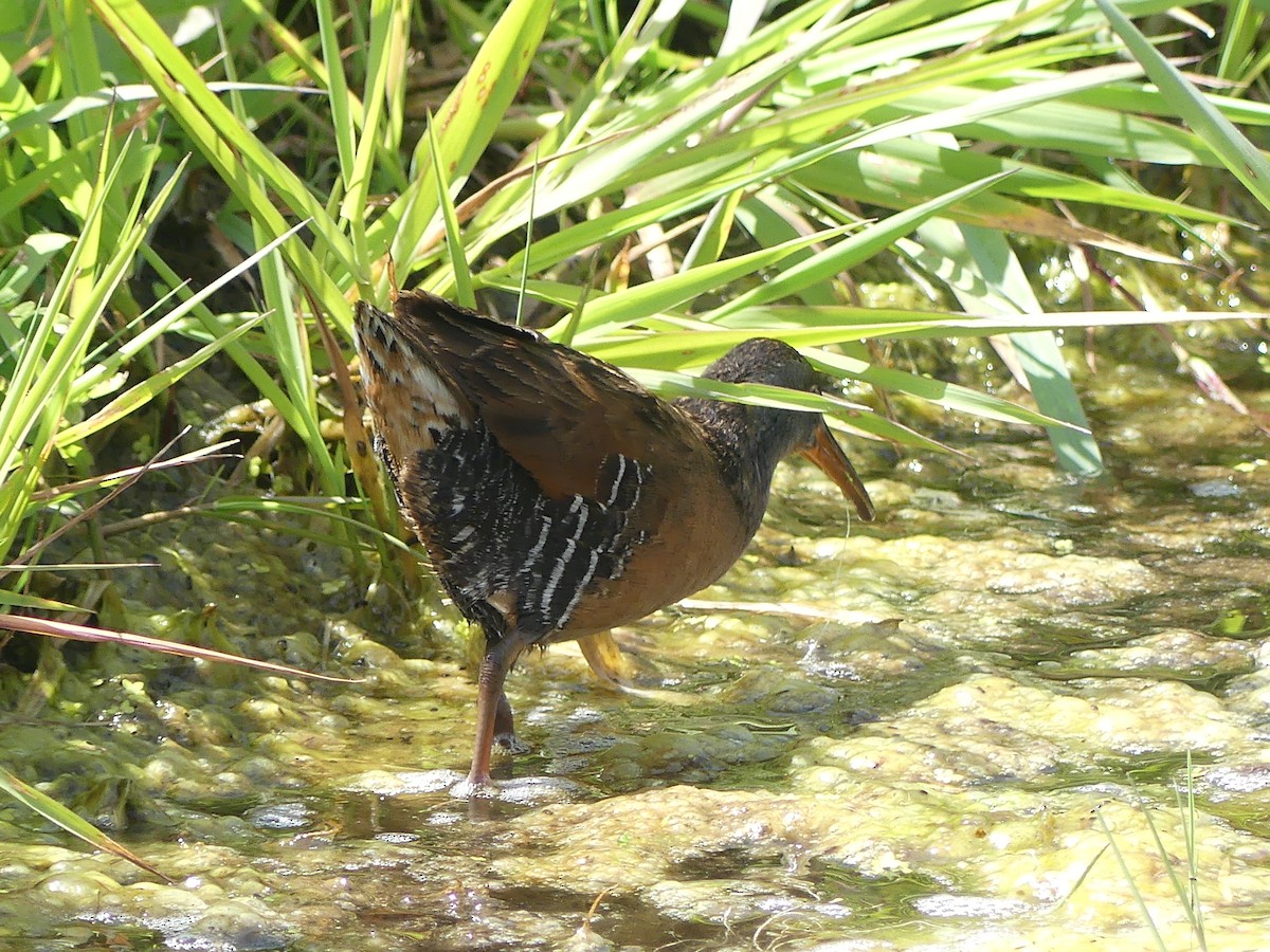 Virginia Rail - ML636271044