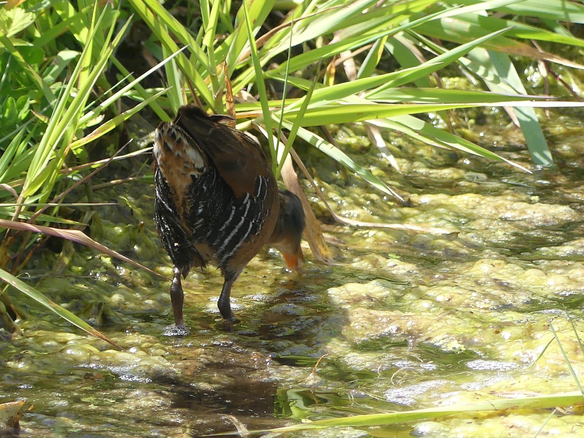 Virginia Rail - ML636271045