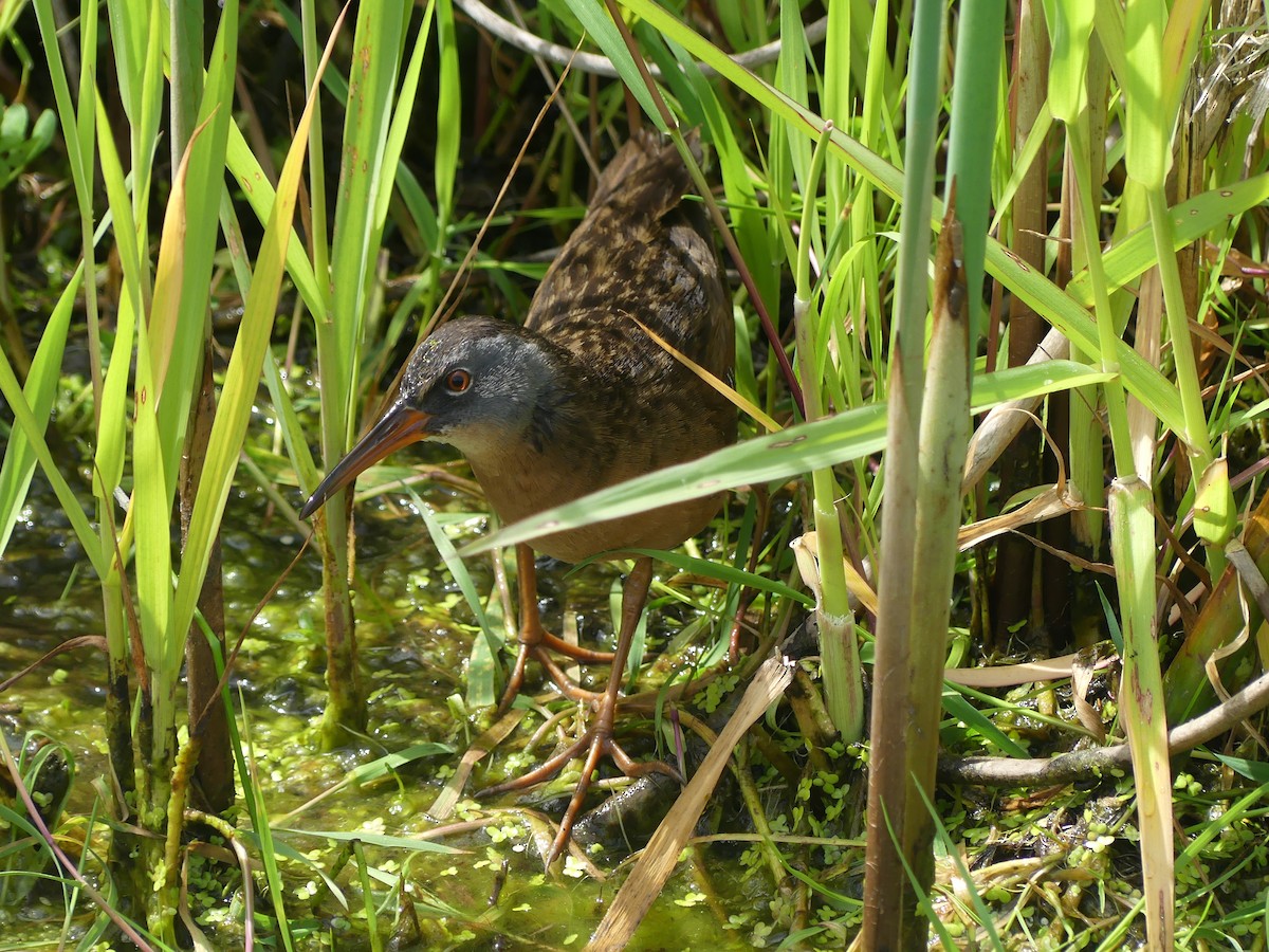Virginia Rail - ML636271046