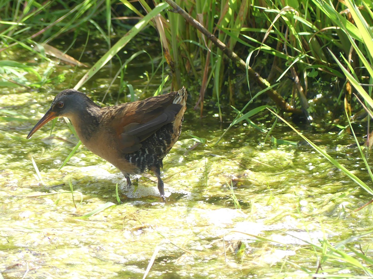 Virginia Rail - ML636271047
