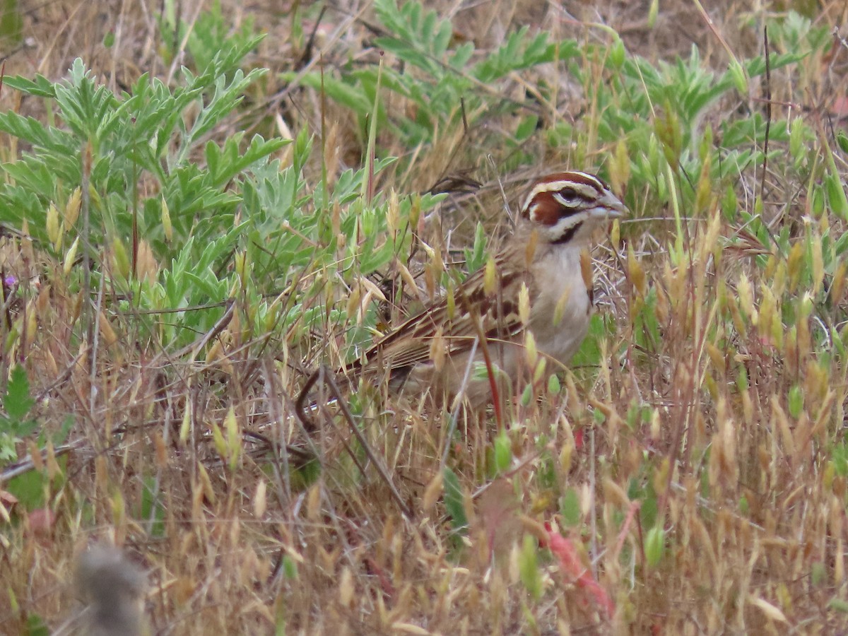 Lark Sparrow - ML636271050