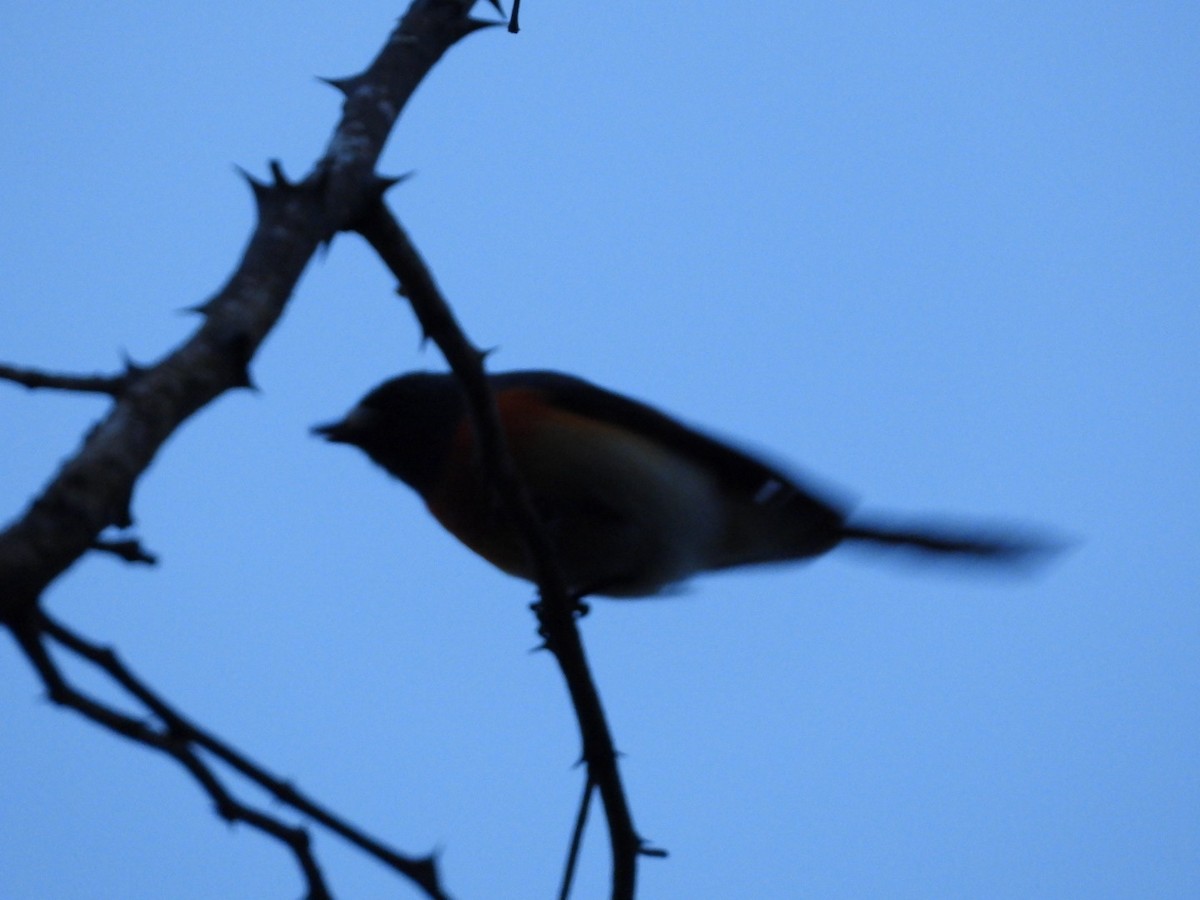 Tickell's Blue Flycatcher - ML636271054