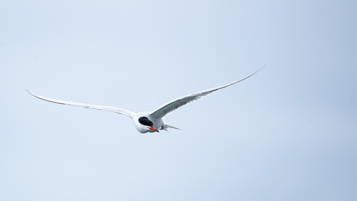 Common Tern - ML636271064