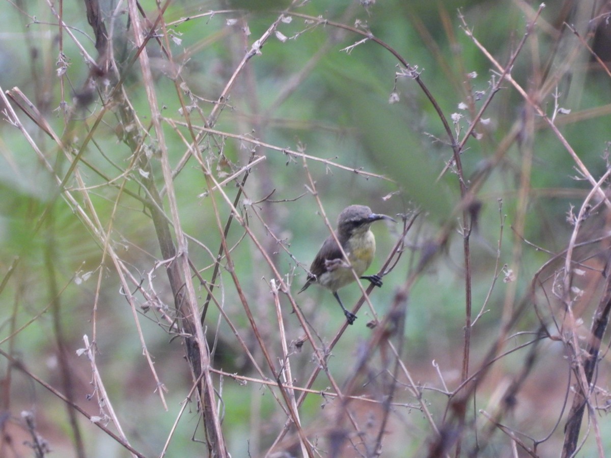 Purple-rumped Sunbird - ML636271080