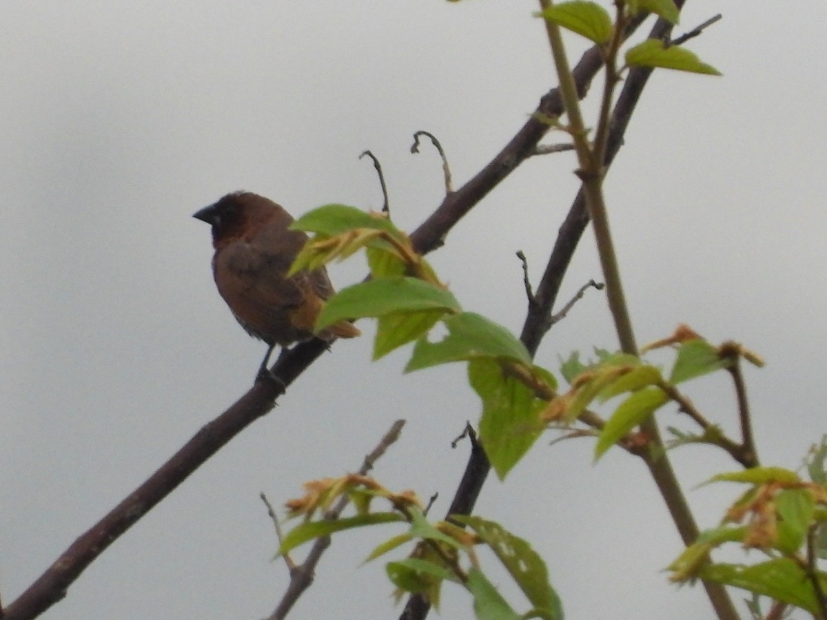 Scaly-breasted Munia - ML636271088
