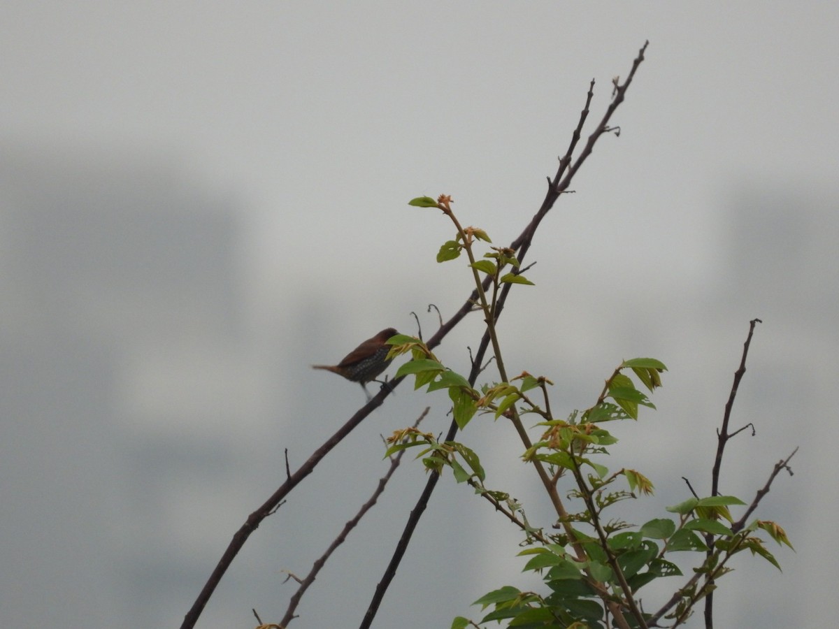 Scaly-breasted Munia - ML636271089