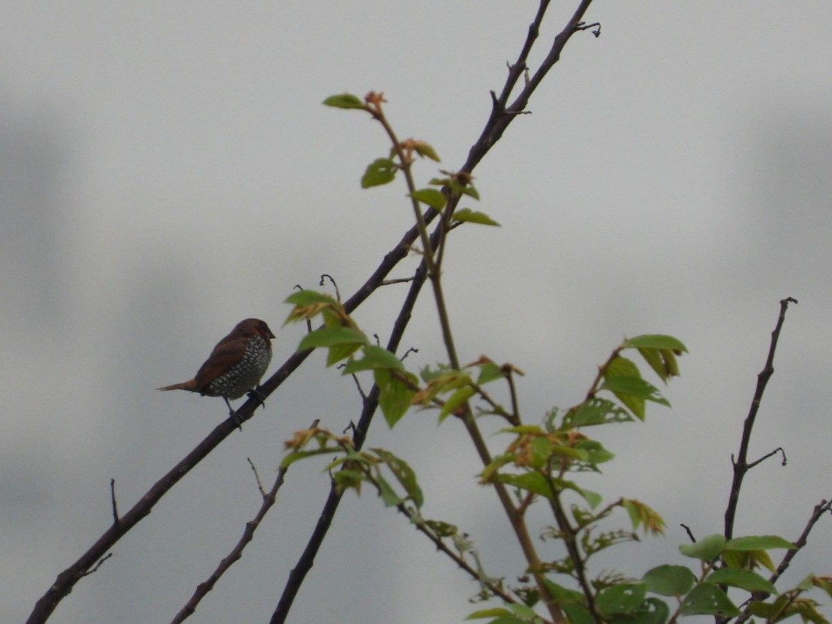 Scaly-breasted Munia - ML636271090