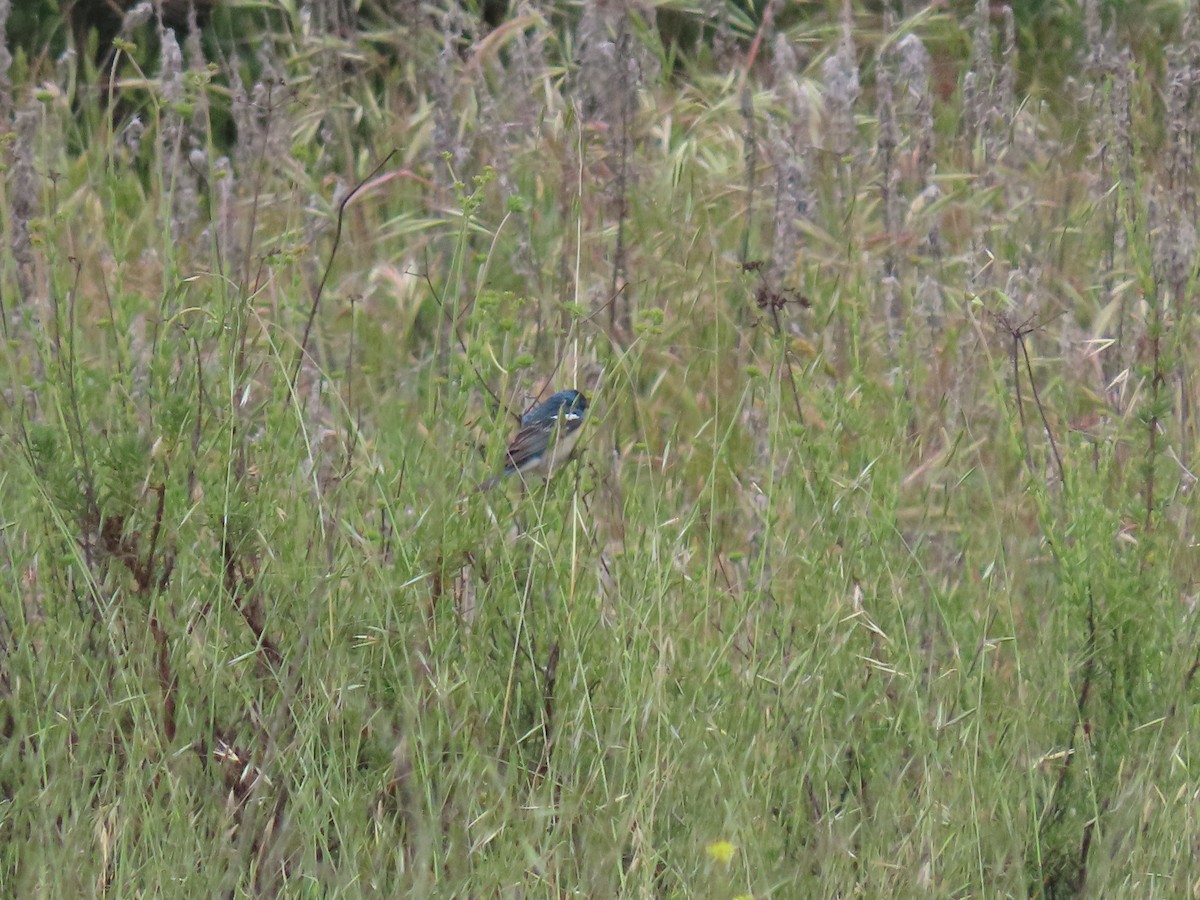 Lazuli Bunting - ML636271116