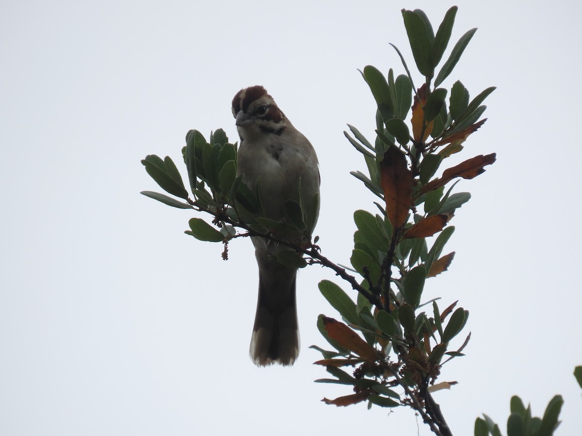 Lark Sparrow - ML636271125