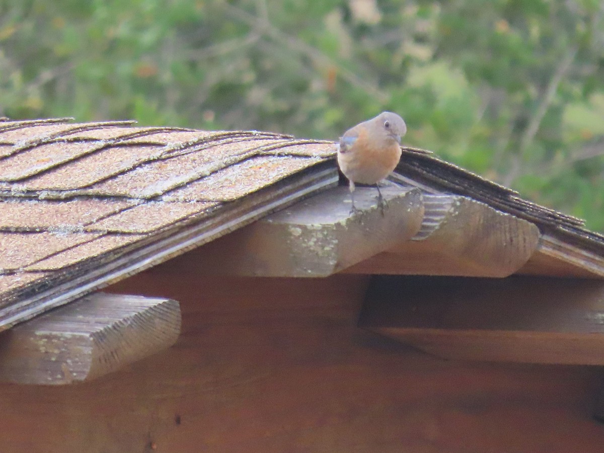 Western Bluebird - ML636271143