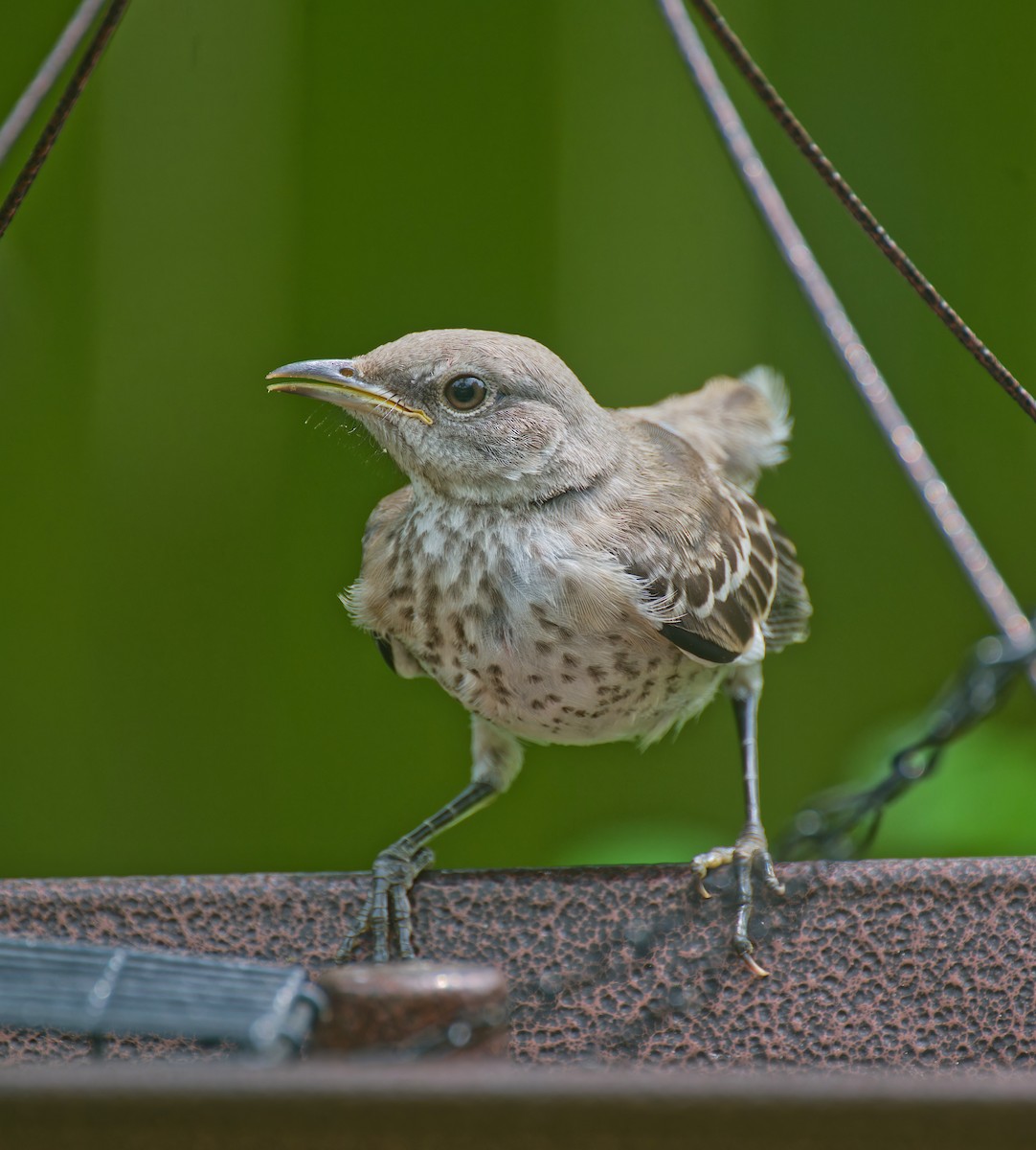 Northern Mockingbird - ML636271189