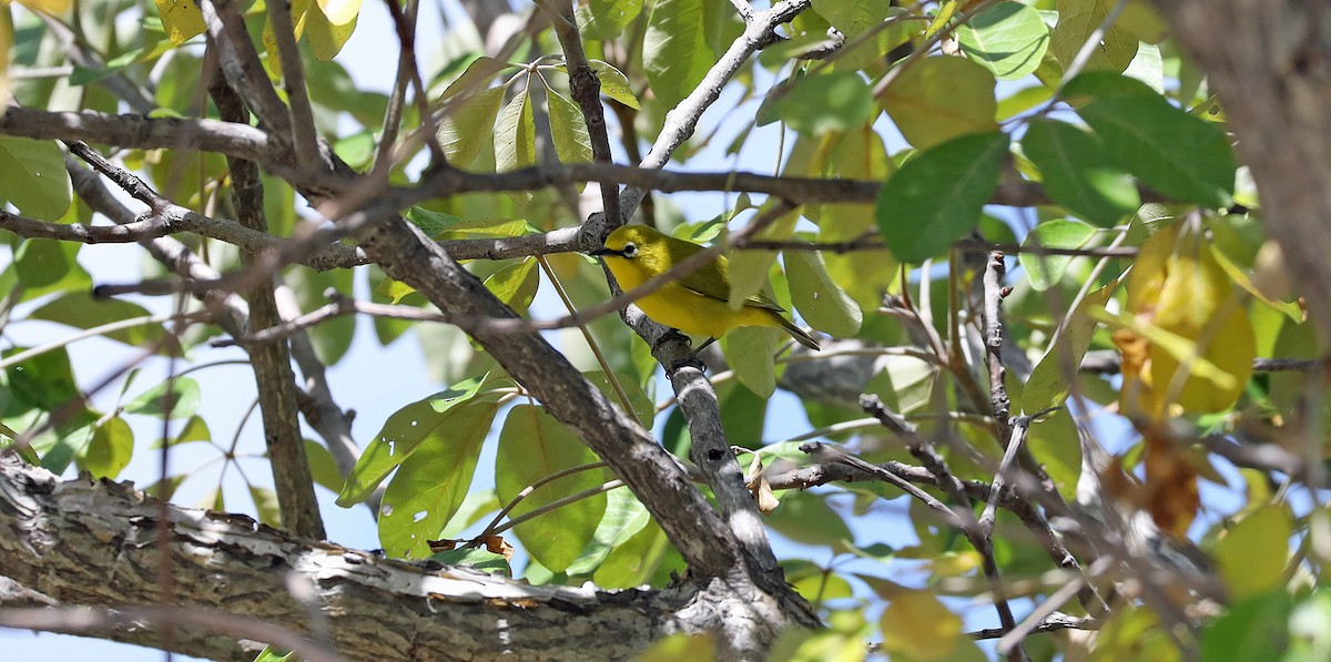 Southern Yellow White-eye - ML636271302
