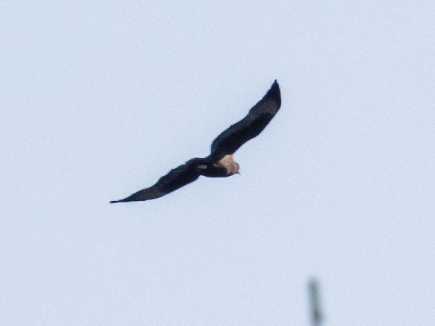 Short-tailed Hawk - ML636271375