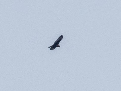 Short-tailed Hawk - ML636271376