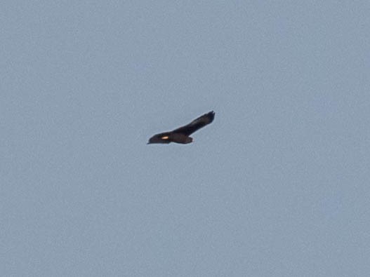 Short-tailed Hawk - ML636271377