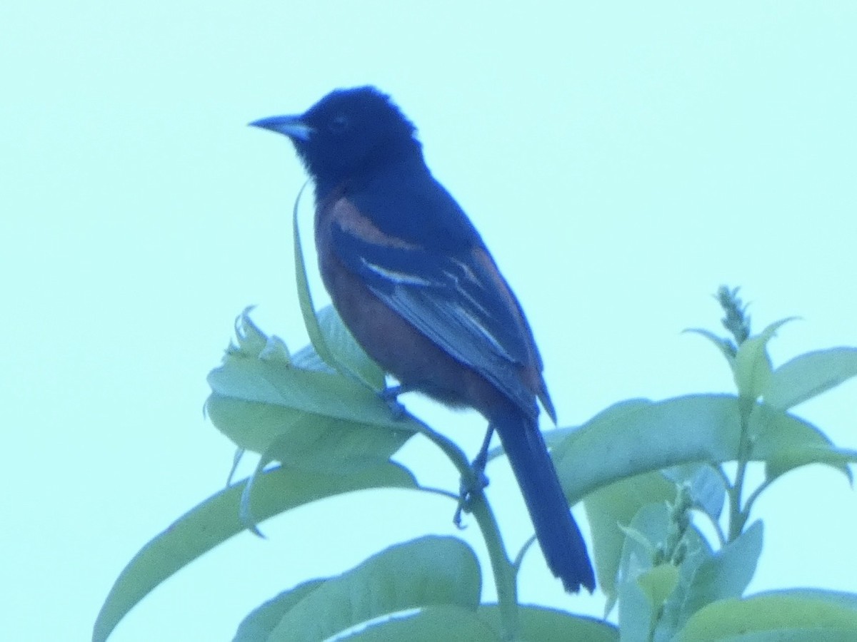 Orchard Oriole - ML636271414