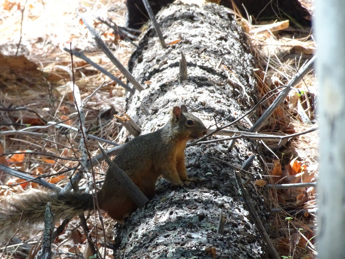Rock Squirrel - ML636272022