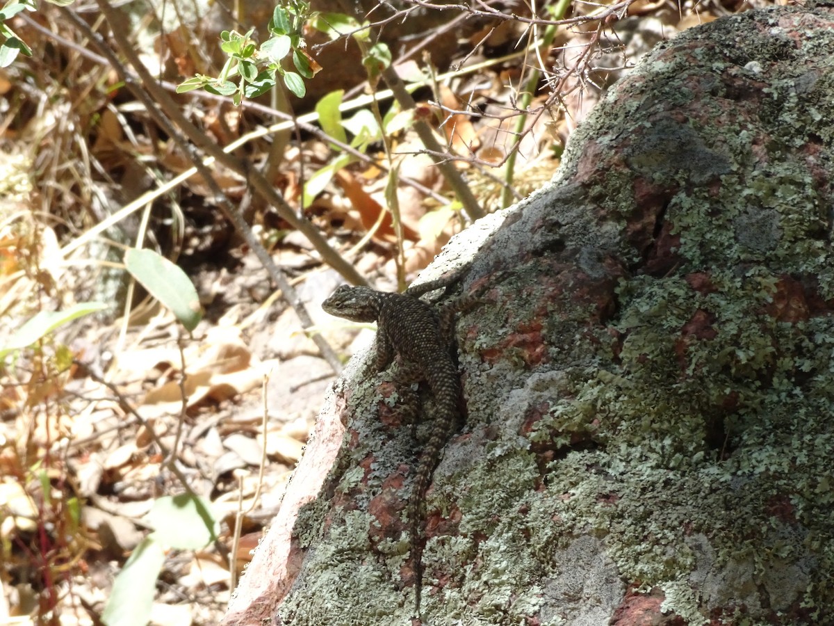 Mountain Spiny Lizard - ML636272023