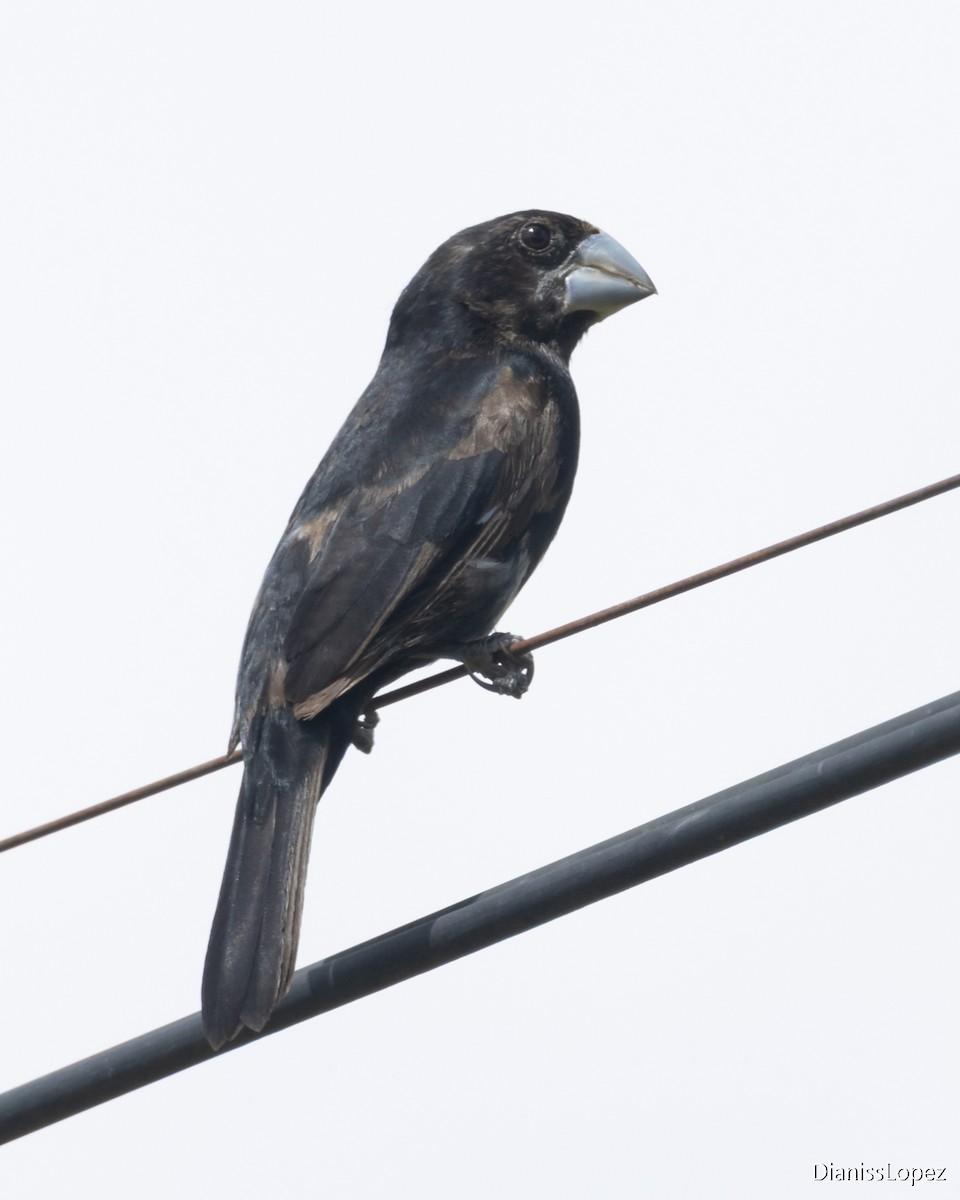 Large-billed Seed-Finch - ML636272173