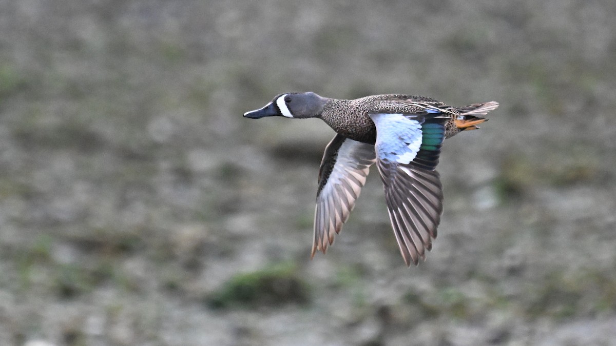 Sarcelle à ailes bleues - ML636272189