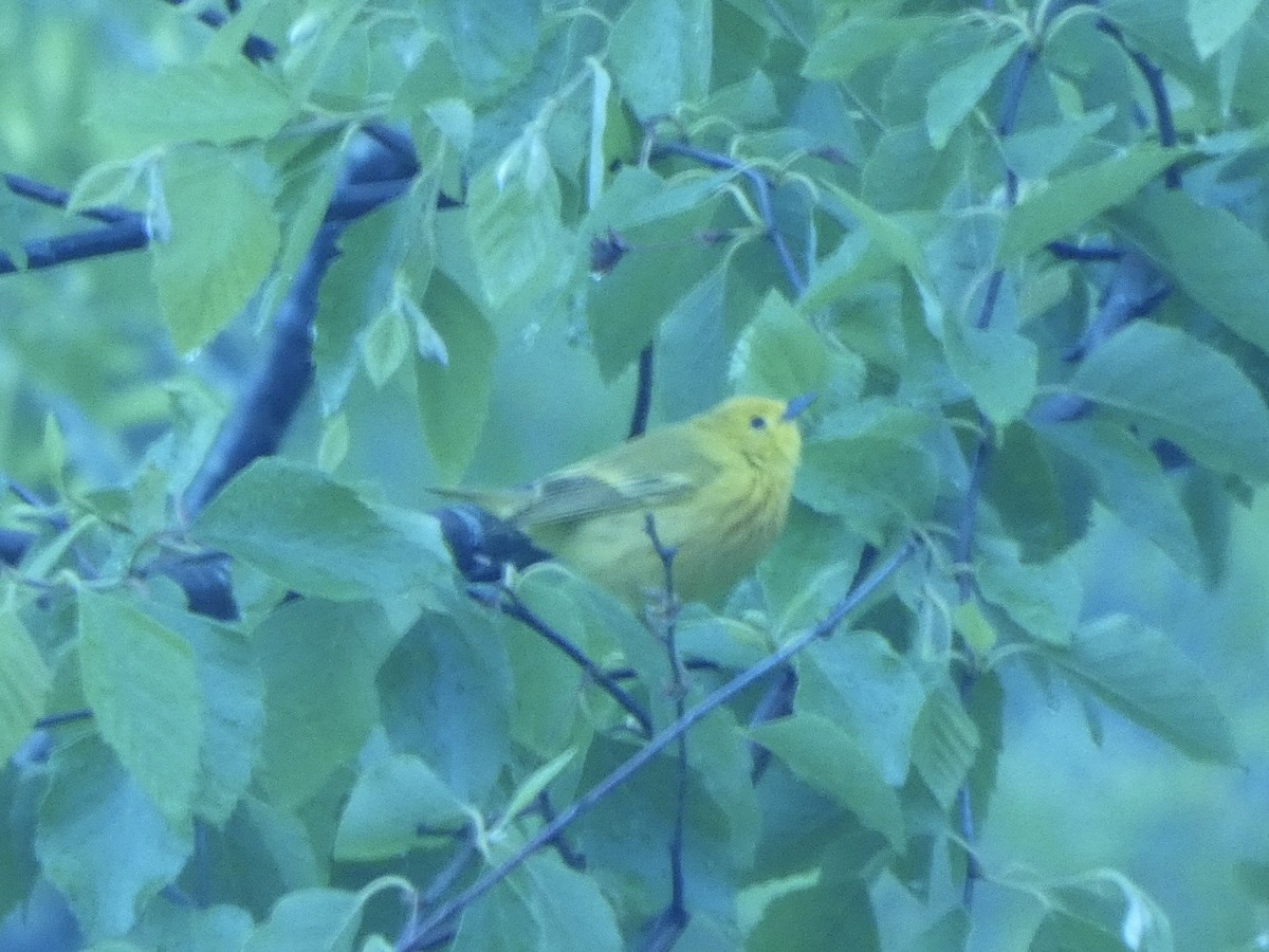 Yellow Warbler - ML636272202