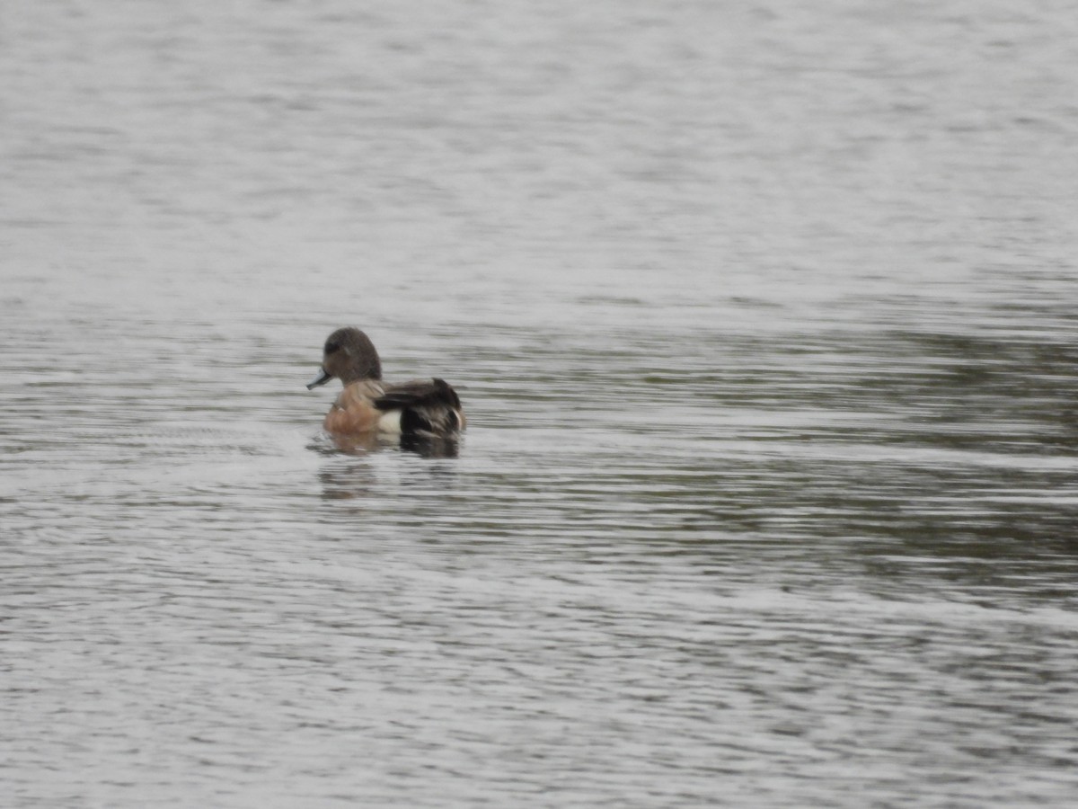 American Wigeon - ML636272243