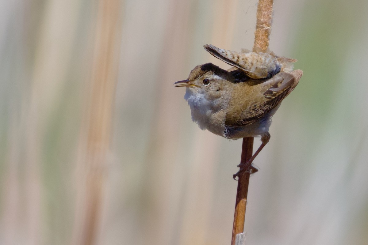 Marsh Wren - ML636272332