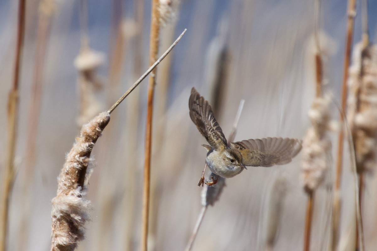 Marsh Wren - ML636272333
