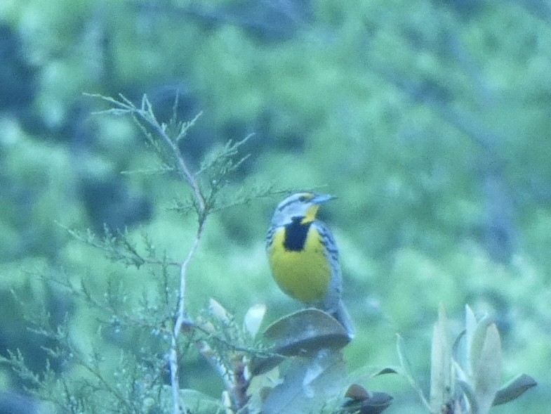 Eastern Meadowlark - ML636272379