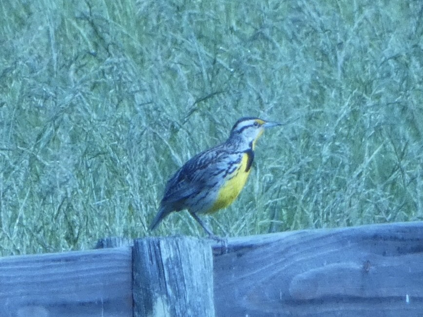 Eastern Meadowlark - ML636272380