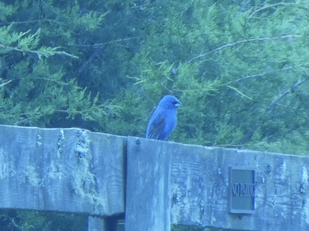 Blue Grosbeak - ML636272392