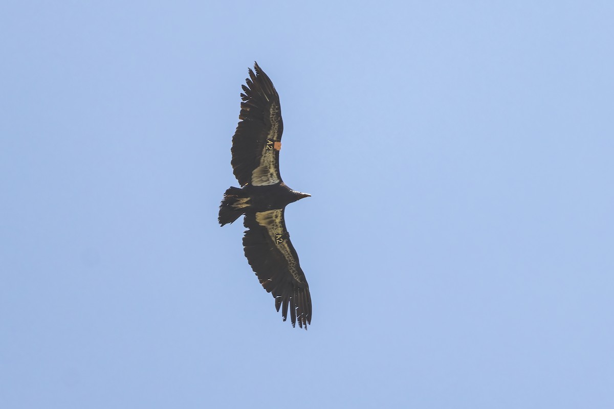 Condor de Californie - ML636272411