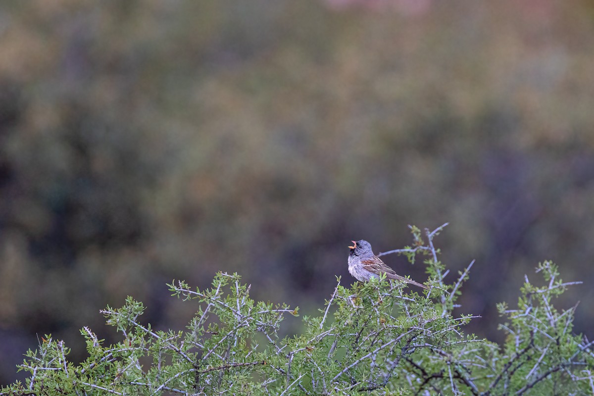 Black-chinned Sparrow - ML636272443
