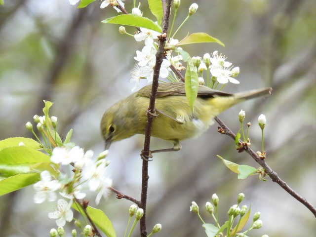 Orange-crowned Warbler - ML636272698