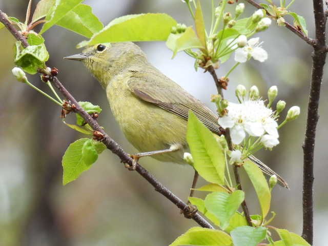 Orange-crowned Warbler - ML636272699