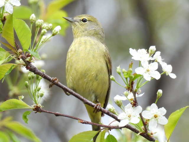 Orange-crowned Warbler - ML636272700