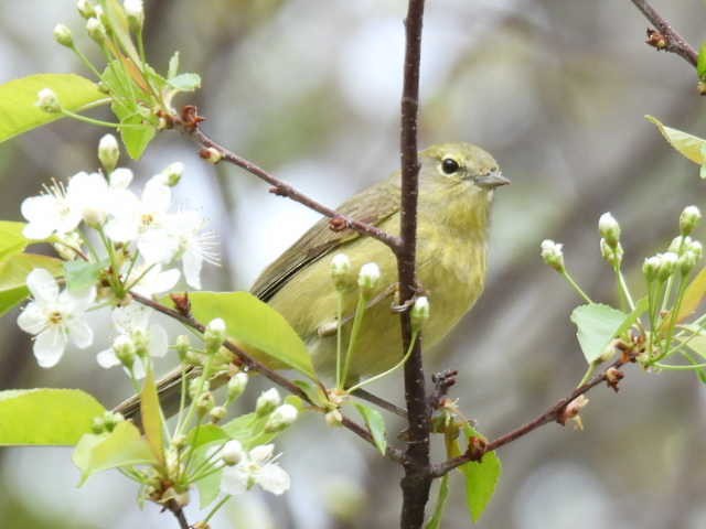 Orange-crowned Warbler - ML636272701