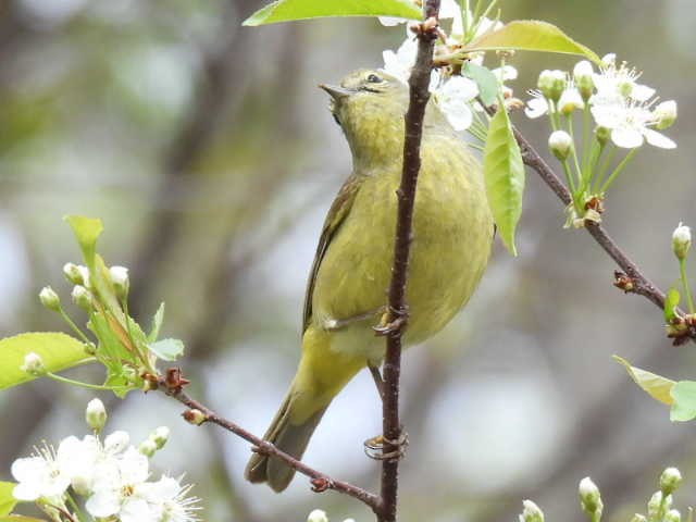 Orange-crowned Warbler - ML636272702