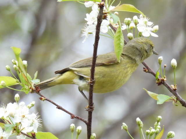 Orange-crowned Warbler - ML636272703