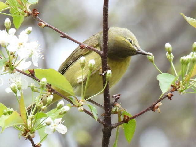 Orange-crowned Warbler - ML636272705