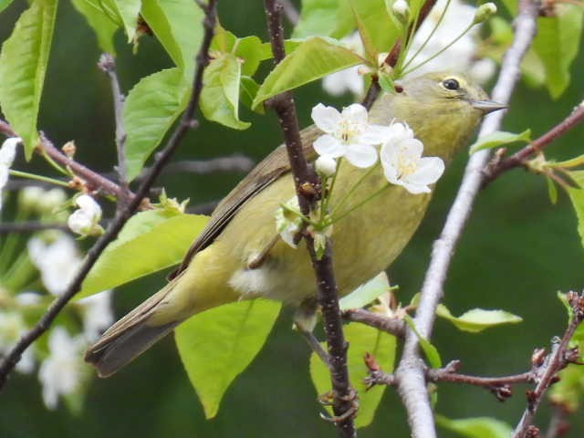 Orange-crowned Warbler - ML636272706