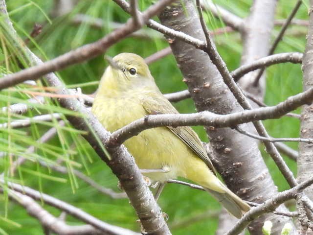 Orange-crowned Warbler - ML636272707