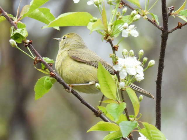 Orange-crowned Warbler - ML636272708