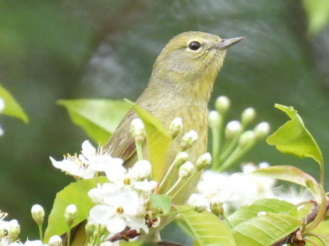Orange-crowned Warbler - ML636272709