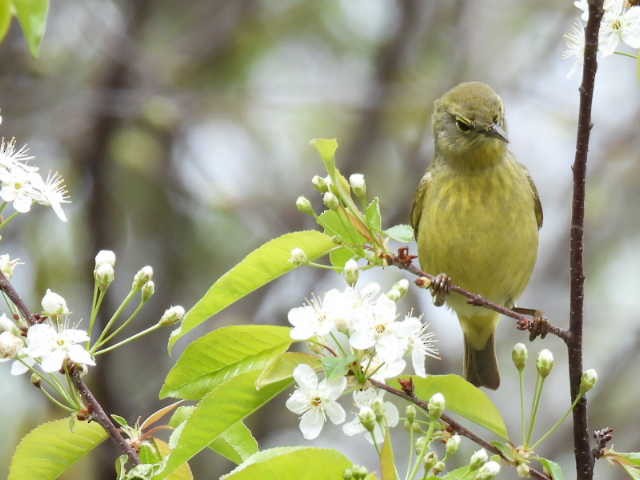 Orange-crowned Warbler - ML636272710