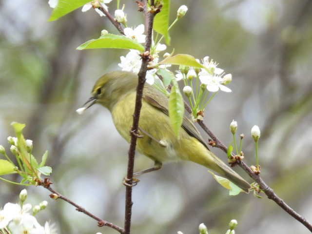 Orange-crowned Warbler - ML636272711