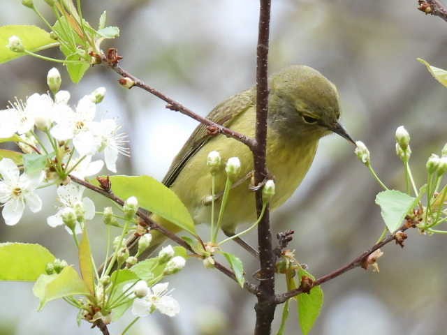 Orange-crowned Warbler - ML636272713