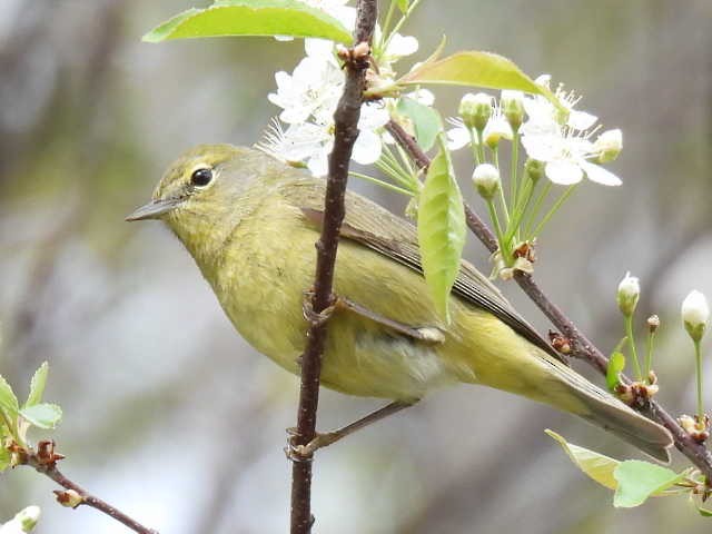 Orange-crowned Warbler - ML636272714