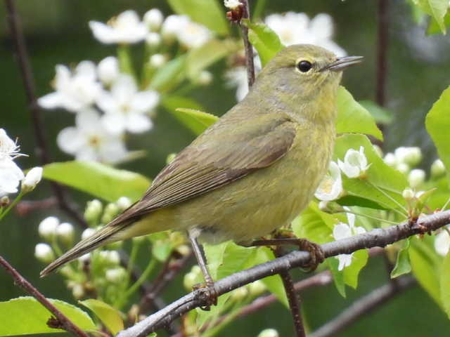 Orange-crowned Warbler - ML636272715